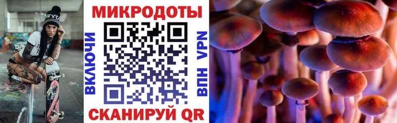 Купить где Ардатов Галлюциногенные грибы Psilocybe